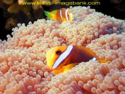 Clown fish by Eric Pinel 